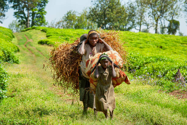 Buyungule Village, South-Kivu, Congo, Democratic Republic - September 21, 2019: Mother and daughter from the Batwa Pygmies are carrying a heavy load of beans from the fields into their village. Buyungule is a village of the Batwa Pygmies, the native people of the Kahuzi Biega area.
Kahuzi-Biega Forest was the home of Batwa pygmies before it  was gazeeted as a National Park in 1970.  The life of the pygmy people was closely linked to the forest – there they found all what they needed for their life (food, medicine, shelter, etc.).  After the loss of their original habitat a lot of Pygmy people feel that they have lost their dignity as human being.